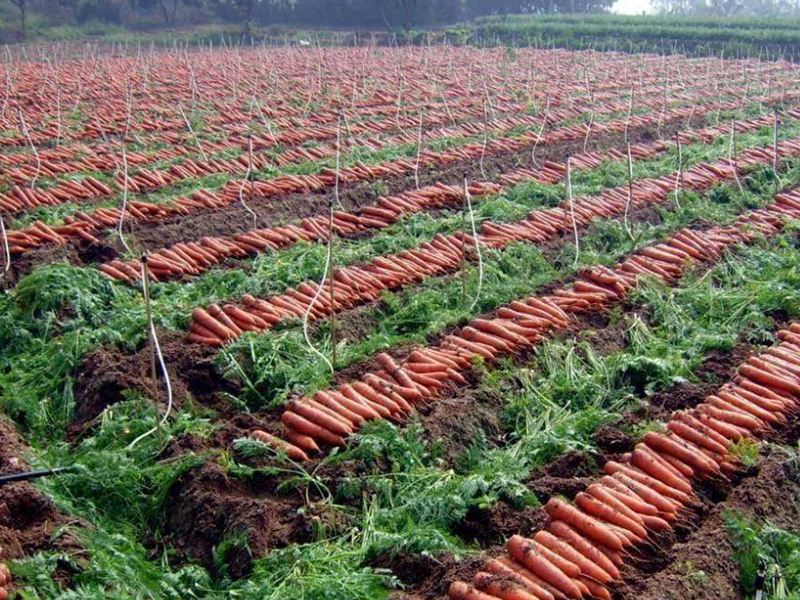 Carrot Planting Base