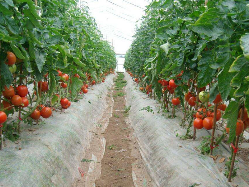 Tomato Planting Base